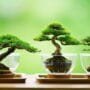 optimal soil for cuttings