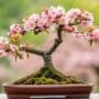 optimizing bonsai tree blooms
