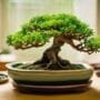 optimizing bonsai tree growth