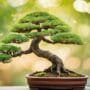 optimizing bonsai tree health