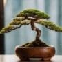 optimizing space for bonsai