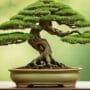 perfecting bonsai with exposed roots