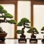 perfecting the bonsai display