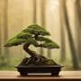 personalized tree sculpting freedom