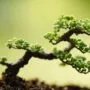 pests harmful to bonsai