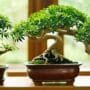 popular bonsai house plants