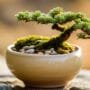 pots for bonsai trees