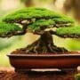 premium soil for bonsai