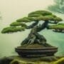 preserving ancient tree legacy