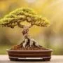 preventing bonsai leaf drop