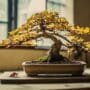 preventing bonsai tree damage