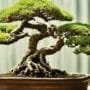 preventing bonsai tree death