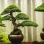 principles of bonsai design
