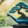 proper care for bonsai