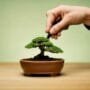 properly watering your bonsai