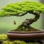 protecting bonsai from pests