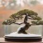 protecting bonsai from wind