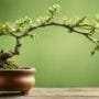 pruning for aesthetic balance