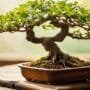 pruning for aesthetic refinement