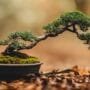pruning for miniature perfection