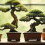 pruning for small spaces