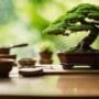 quality bonsai tools matter