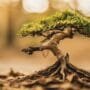 recognizing tree health issues