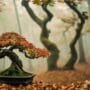 refining bonsai tree shapes