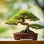 refining trees for show