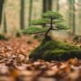 rescuing fallen bonsai trees