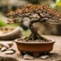 rescuing forgotten bonsai trees