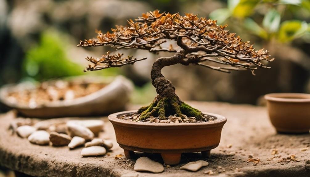 rescuing forgotten bonsai trees