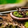 restore bonsai tool efficiency