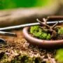 restore bonsai tool efficiency