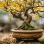 reviving neglected bonsai trees