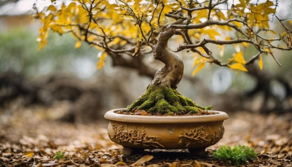 reviving neglected bonsai trees
