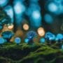 robots monitor tree health