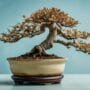 saving sick bonsai trees