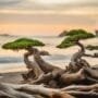 seaside bonsai tree selection