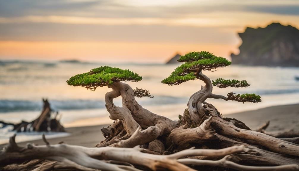 seaside bonsai tree selection