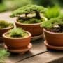 selecting basic bonsai containers