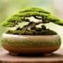 selecting containers for bonsai