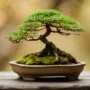 selecting delicate bonsai branches