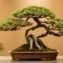 selecting ideal bonsai branches