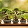 selecting ideal bonsai containers