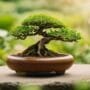 selecting ideal bonsai medium