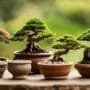 selecting ideal bonsai pots