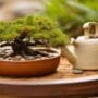 selecting ideal bonsai pots
