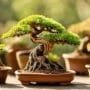 selecting ideal bonsai pots