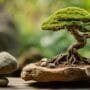 selecting ideal bonsai rocks